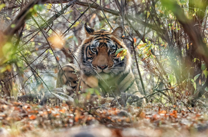 Beyond Ranthambore: Madhya Pradesh’s Quiet Wildlife Tourism Boom
